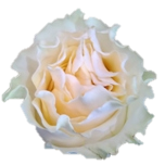 Cream Carpediem Roses d'Equateur Ethiflora
